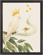 Bush Picnic Cockatoo and Kangaroo, Size: 30 × 40 cm, Frame colour: Black; supplier product preview.